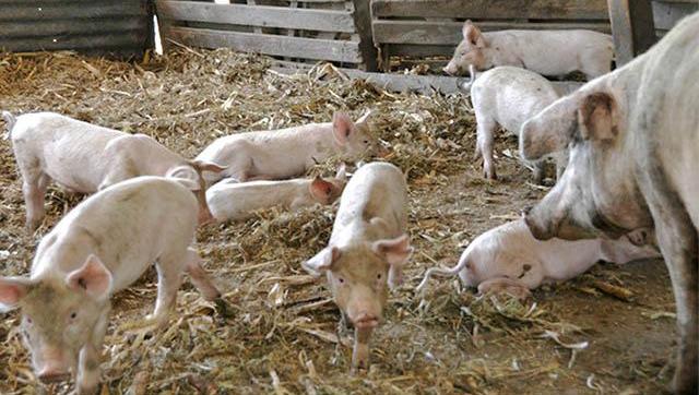 Charla debate sobre el modelo de producción porcina para proveer al mercado asiático 