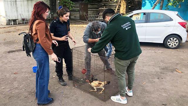 Desbaratan organización dedicada a la riñas de gallos en el barrio San Antonio