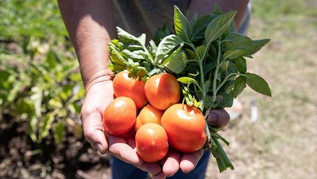 Huertas Matanceras: el programa que impulsa la autoproducción y la alimentación saludable